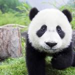 専用のページ、一輪の花、他2点