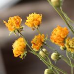 Last コスモスのDry Flower（イエロー：3本＋オレンジ3本）