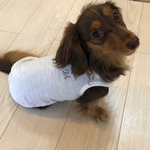 クールタンクトップ♡イニシャル♡スワロフスキー♡犬服
