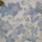 紫陽花「霧島の恵」　ブルー～パープル系１５輪。。。押花素材