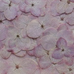 パープル色mix　アナベル　２０輪。。。押花素材