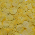 イエロー色mix　アナベル　２０輪。。。押花素材