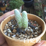 レア❗️ アボニアパピラケア 白蛇殿 抜き苗 