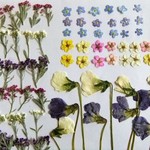 ｇ様専用ページ 押し花素材