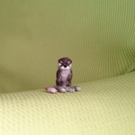 お取り置き品 カワウソ 獺祭バージョン 羊毛フェルト