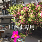 Ｕさま専用ページです。