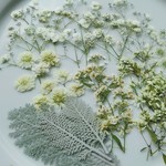 押し花素材。白いお花ミックス