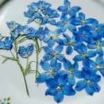 押し花素材。チドリソウ　ブルー