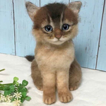 nyanchiloveさまご注文分（ソマリの子猫）