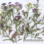 押し花素材105　かすみ草　アリッサム