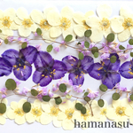 押し花素材107　つゆ草　二輪草　スターチス　ワイヤープランツ