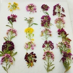 アリッサムの押し花素材