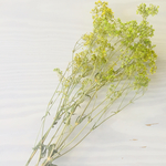 ＊ドライフラワー＊大 プチパール 極小輪かすみ草 メロン 花材 ハーバリウムにおすすめ