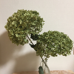 とても大きなアナベルの2本のセット5