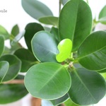 ま～るい葉っぱ＜パンダガジュマル＞現品　