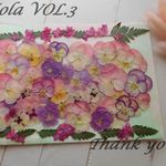 ★　今期最終ビオラ３　押し花素材　★