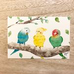 🐤透明水彩画「仲良しインコたち」イラストポストカード ２枚セット 鳥　オカメインコ　セキセイインコ🐤