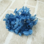 【単品】紫陽花プリザーブドフラワー「セイヨウアクアブルー」大地農園