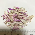 白ピンク花びら ドライフラワー
