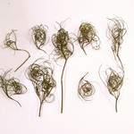 79  ゴアナクロー☆プリザーブドグリーン☆くるくるゴアナクロー☆ハーバリウム