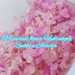 ハーバリウム花材・プリザーブドあじさいSakura pinkオーロラ