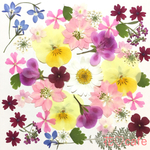 押し花素材* 1