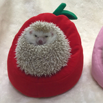 （発送は来週）りんごのビーズクッション