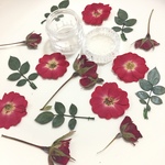 押し花☆ミニバラ＆蕾＆葉15枚☆レジン