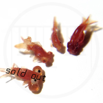 nano金魚標本 和金 