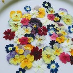 お買い得🌼選べる押し花素材。バーベナ、ビオラ50輪