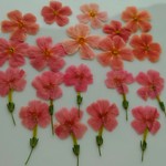 押し花素材  ジャメスブリトニア20輪
