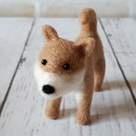 柴犬