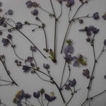 押し花素材 再販  シキンカラマツ