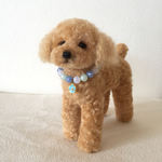 羊毛 トイプードルのアプリコット