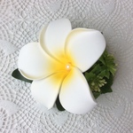 1輪のプルメリア