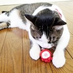 猫大好き❗　タコのおもちゃ
