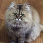 ararenyan様オーダー 様々詰め合わせにゃん セット