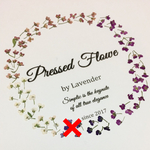 【再販】押し花　素材♡♥４色のアリッサム♡♥　70枚　no.722