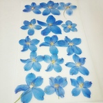 ブルーのデルフィ二ウムの押し花素材