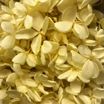 特価【再販15】ソフトピラミッド モーニングイエロー  紫陽花