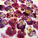 ♡new♡作家様必見♡ ♡小さなビオラ赤花処理済み♡ 押し花セット