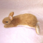 羊毛フェルト#バテ気味うさぎさん