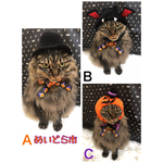 丸襟ハロウィンリボン付き猫ちゃんの首輪