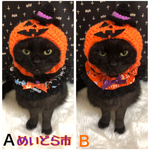 ハロウィンレース付きシュシュ猫ちゃんの首輪