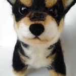 柴犬の子犬（黒）