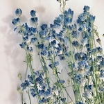 便利な5本 デルフィニューム＊スカイブルー　so