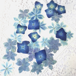 押し花素材～アジサイセット4〜  30ヶ