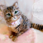 羊毛フェルト『キジトラ』猫