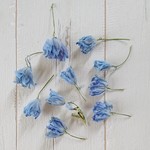 デルフィニウム　ドライフラワー花材　花のみ約30個
