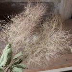スモークツリー（薄ピンク：小3花房）のドライフラワー